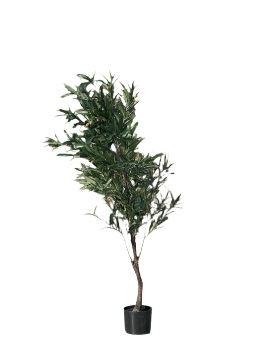 עץ זית מידה M