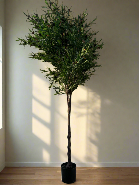 עץ זית מפואר גובה 230 ס:מ