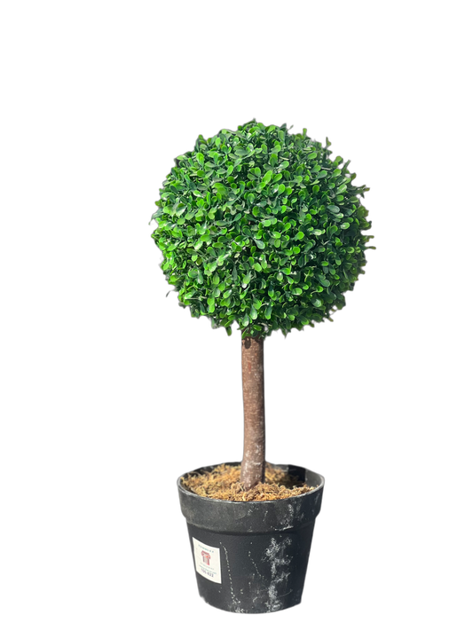 עץ עגול קטן