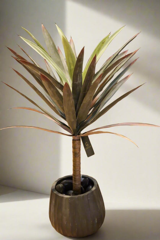 עץ יוקה + כד שחור מעוצב + חלוקי נחל