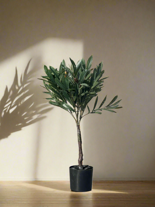 עץ זית מידה S