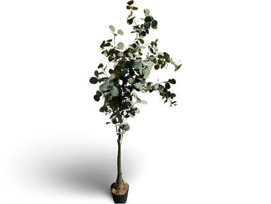 עץ אקליפטוס מלאכותי גובה 165 ס"מ
