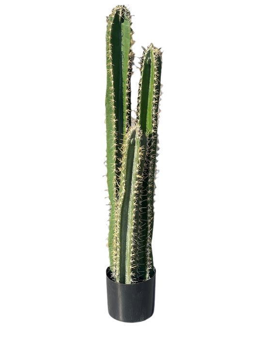 קקטוס